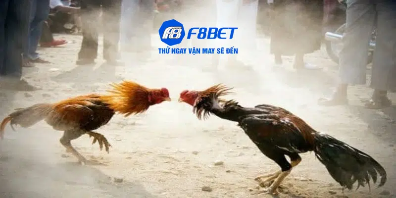 Đá gà trực tuyến F8bet